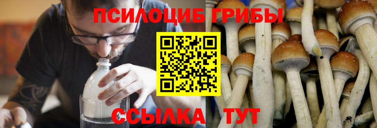 Галлюциногенные грибы Psilocybe Нефтекумск
